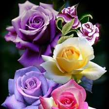 Схема вышивки «РОЗЫ»