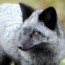 Красивые животные