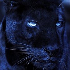 Красивые животные