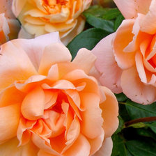 Схема вышивки «Цветы»