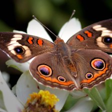 Схема вышивки «№2232426»