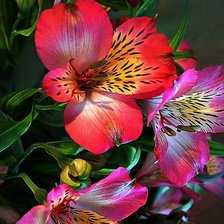 Схема вышивки «Цветы»