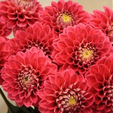 Схема вышивки «Цветы»