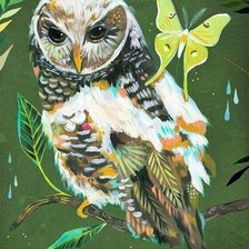 A coruja e a borboleta.