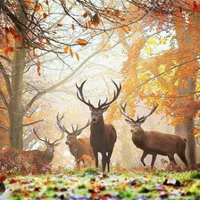 Схема вышивки «Олени»