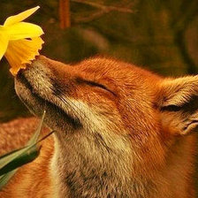 Схема вышивки «Лиса»