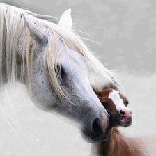 Схема вышивки «Арабская кобыла с жеребенком»