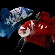 Схема вышивки «Koi Fish»