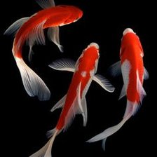 Схема вышивки «Three Koi Fish»
