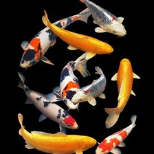 Схема вышивки «Koi Fish»