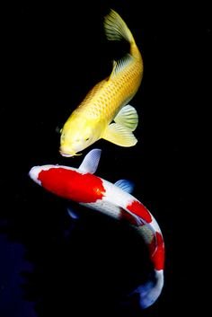 Koi Fish - fish - оригинал