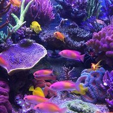 Схема вышивки «Under the Sea»