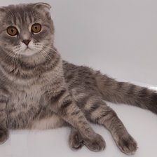 Схема вышивки «Кошка Майя»