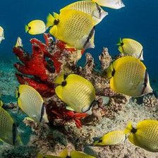 Схема вышивки «Under the Sea»