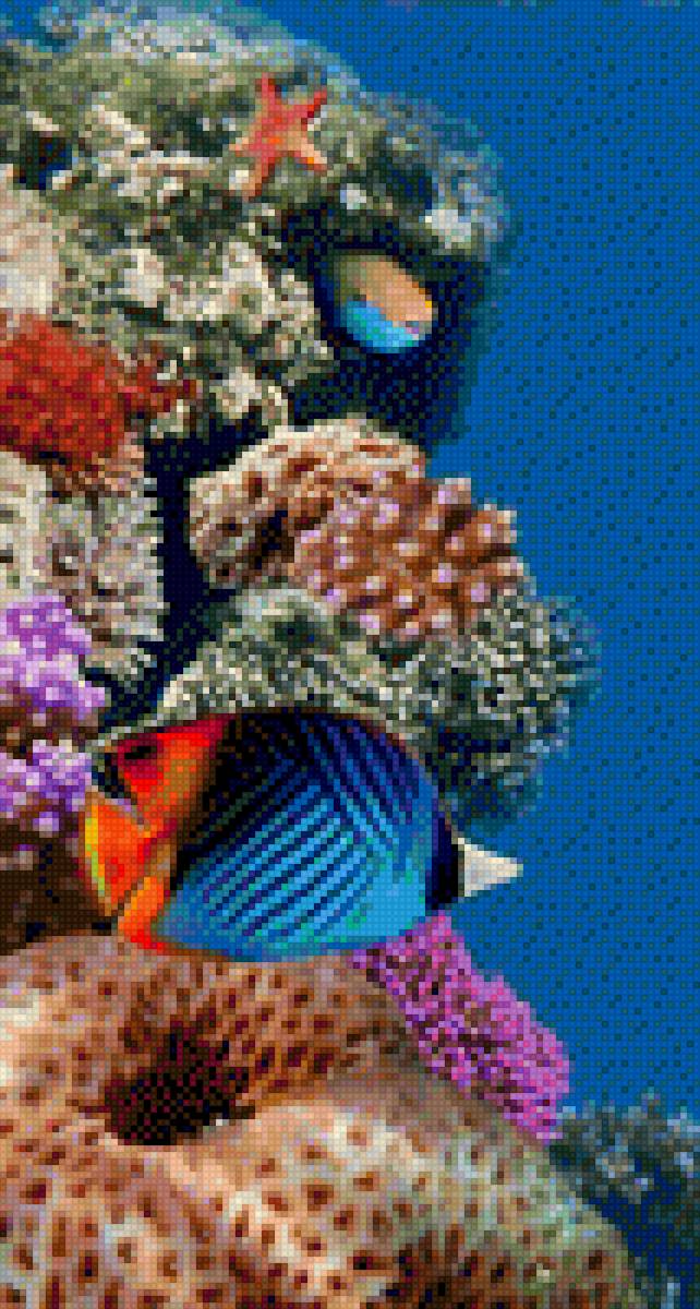 Fish and Corals - fish - предпросмотр