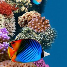 Схема вышивки «Fish and Corals»