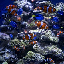 Схема вышивки «Under the Sea»