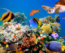 Схема вышивки «Under the Sea»