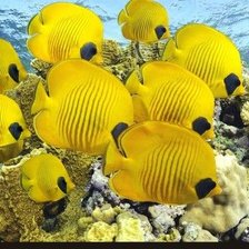 Схема вышивки «Coral Reef Fish»