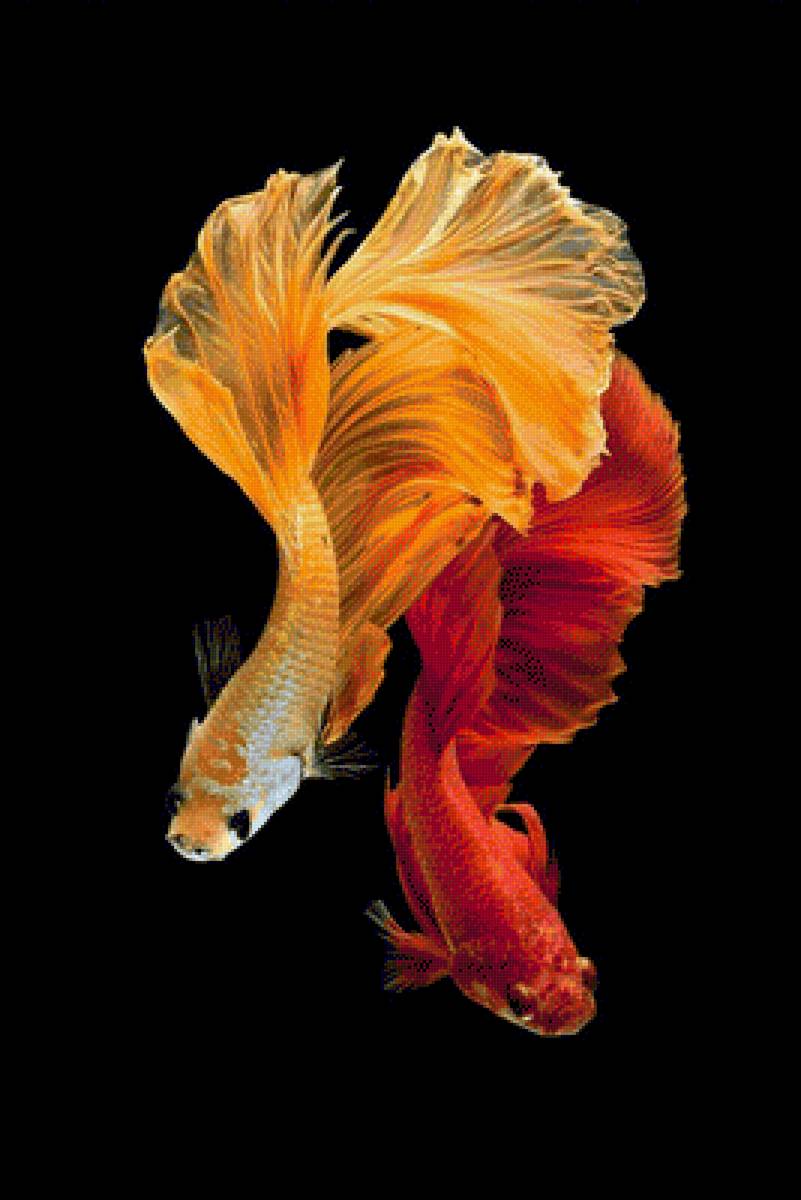 Yellow and Red Betta Fish - fish - предпросмотр