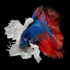 Схема вышивки «White and Blue Betta Fish»