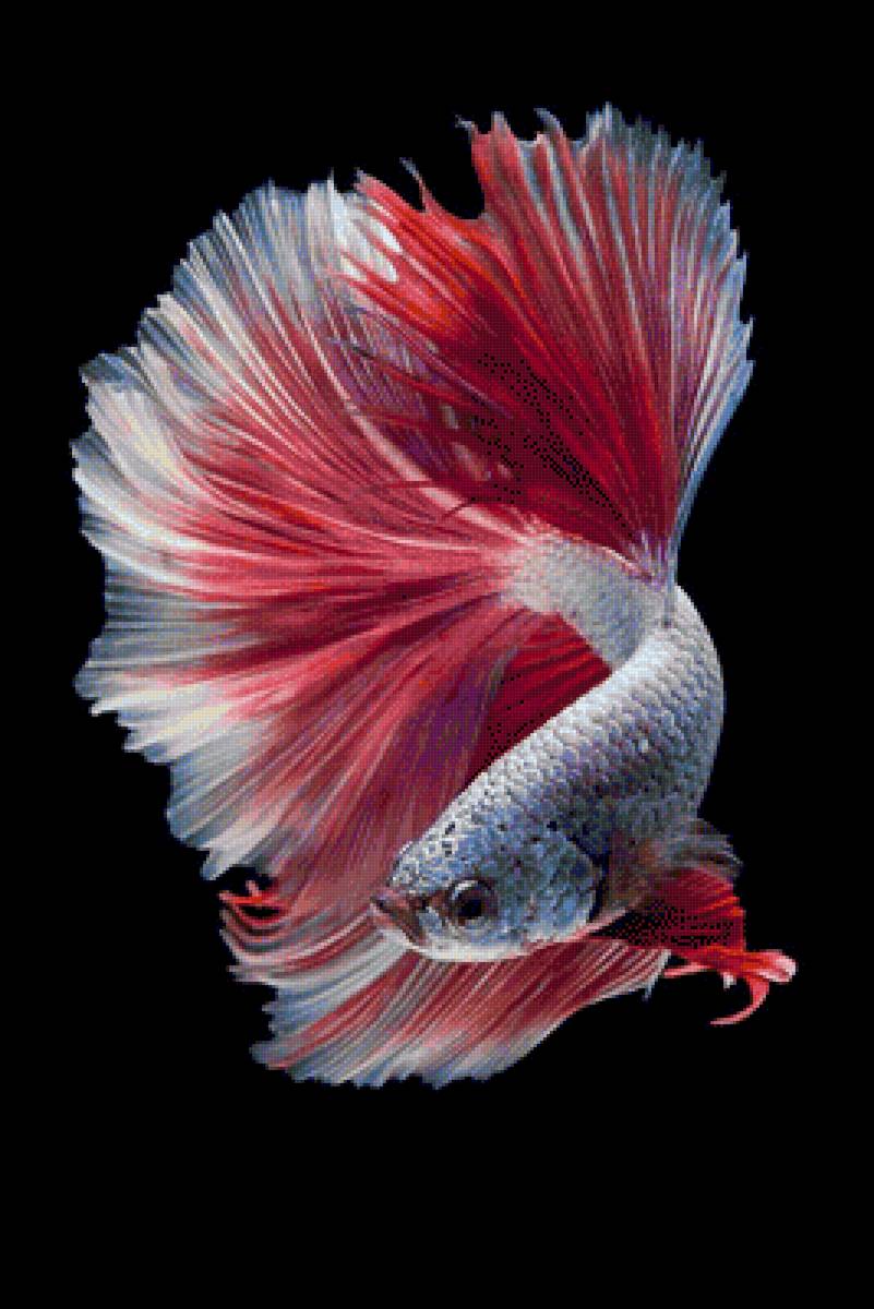Pink Halfmoon Betta Fish - fish - предпросмотр