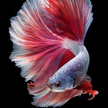 Схема вышивки «Pink Halfmoon Betta Fish»