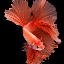 Схема вышивки «Orange Halfmoon Betta Fish»