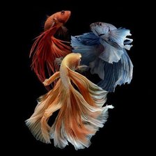 Схема вышивки «Betta Fish Trio»