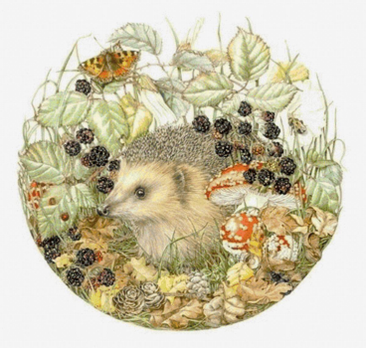 Ежик - открытка, природа, животное, ежик - предпросмотр