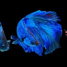 Схема вышивки «Betta Fish Trio»