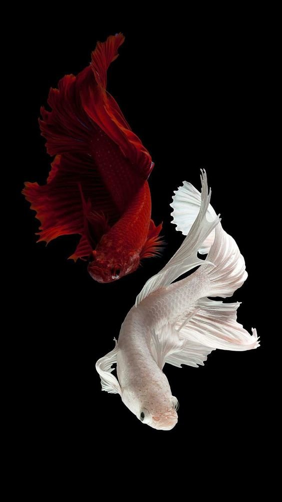 White and Red Betta Fish - fish - оригинал