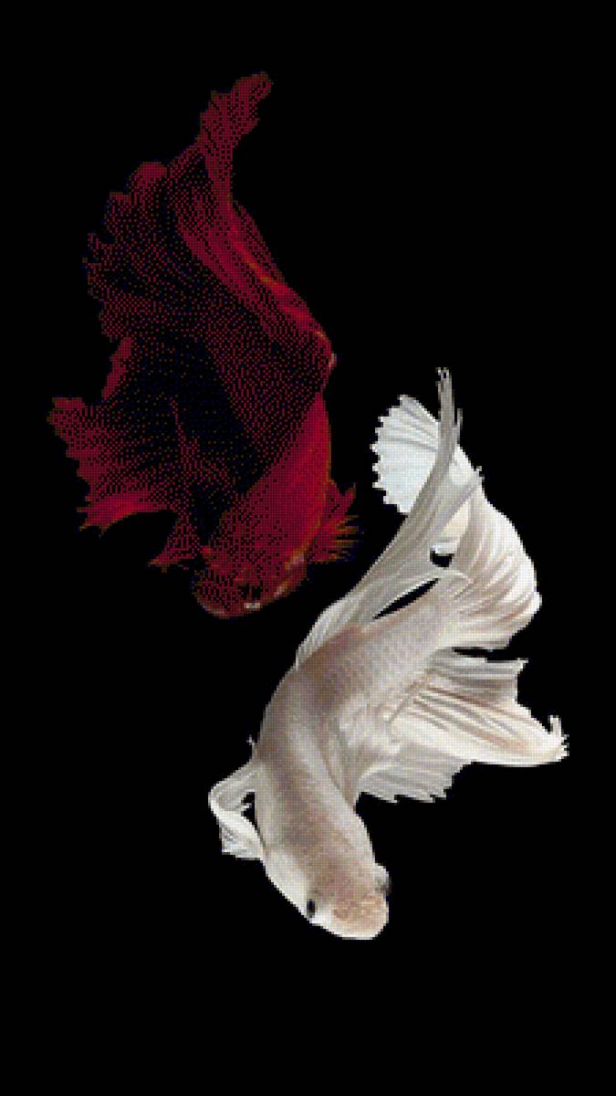 White and Red Betta Fish - fish - предпросмотр
