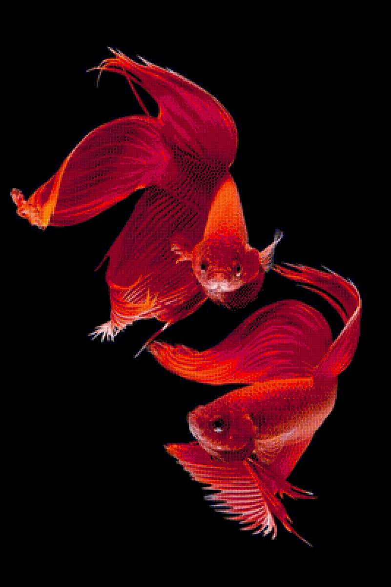 Red Betta Fish - fish - предпросмотр