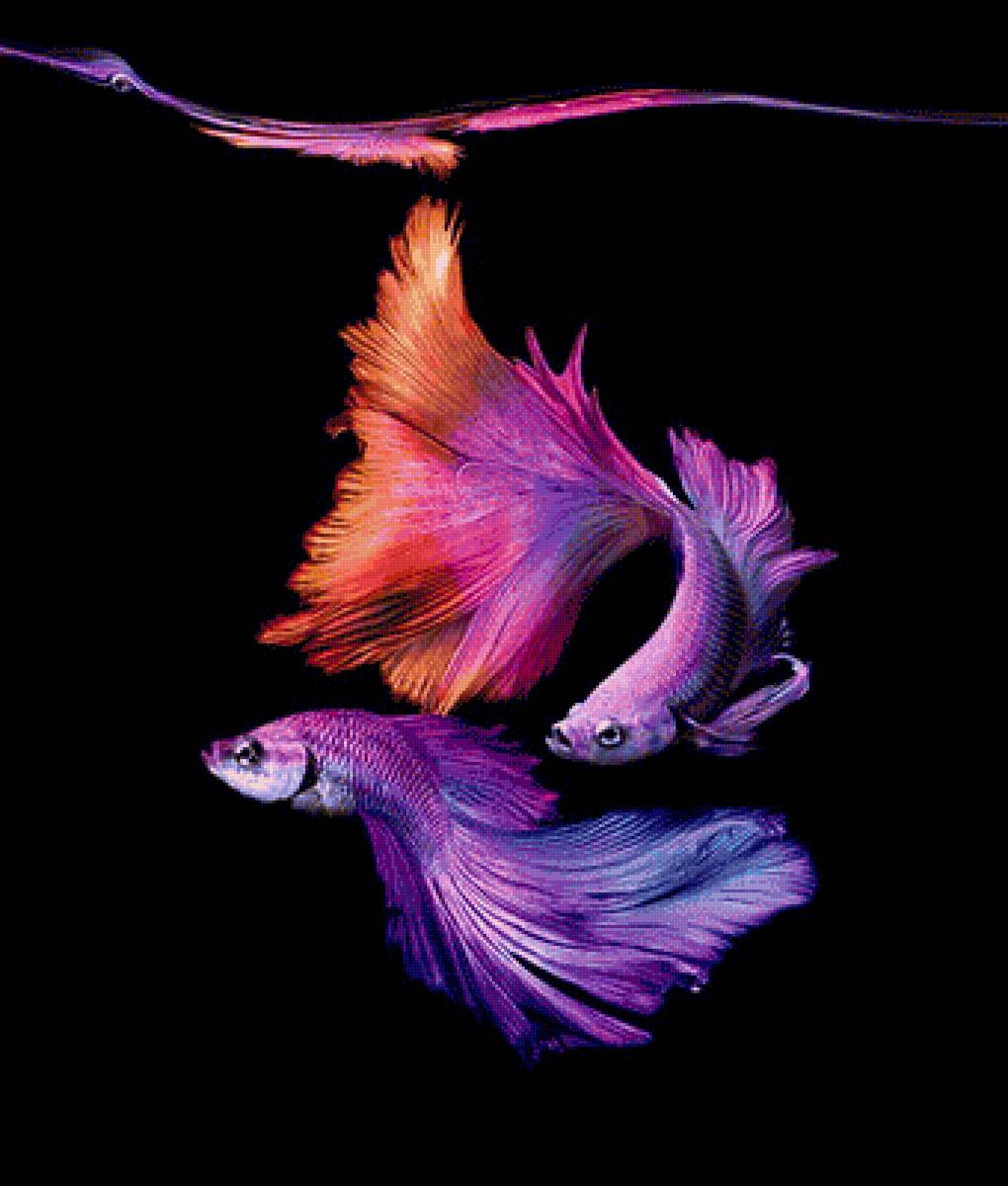 Two Betta Fish - fish - предпросмотр