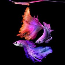 Схема вышивки «Two Betta Fish»