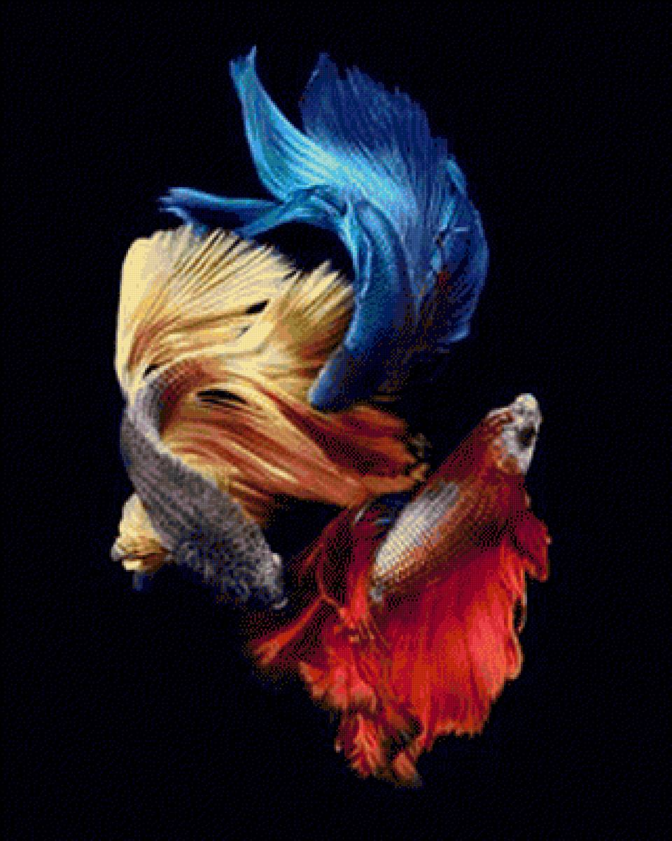 Betta Fish - fish - предпросмотр