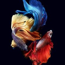 Схема вышивки «Betta Fish»