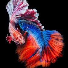 Схема вышивки «Betta Fish»