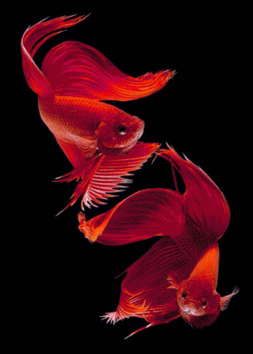 Red Betta Fish - fish - предпросмотр