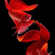 Схема вышивки «Red Betta Fish»