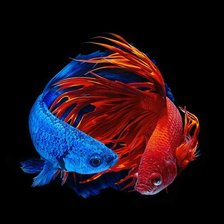 Схема вышивки «Two Betta Fish»