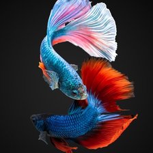 Схема вышивки «Betta Fish»