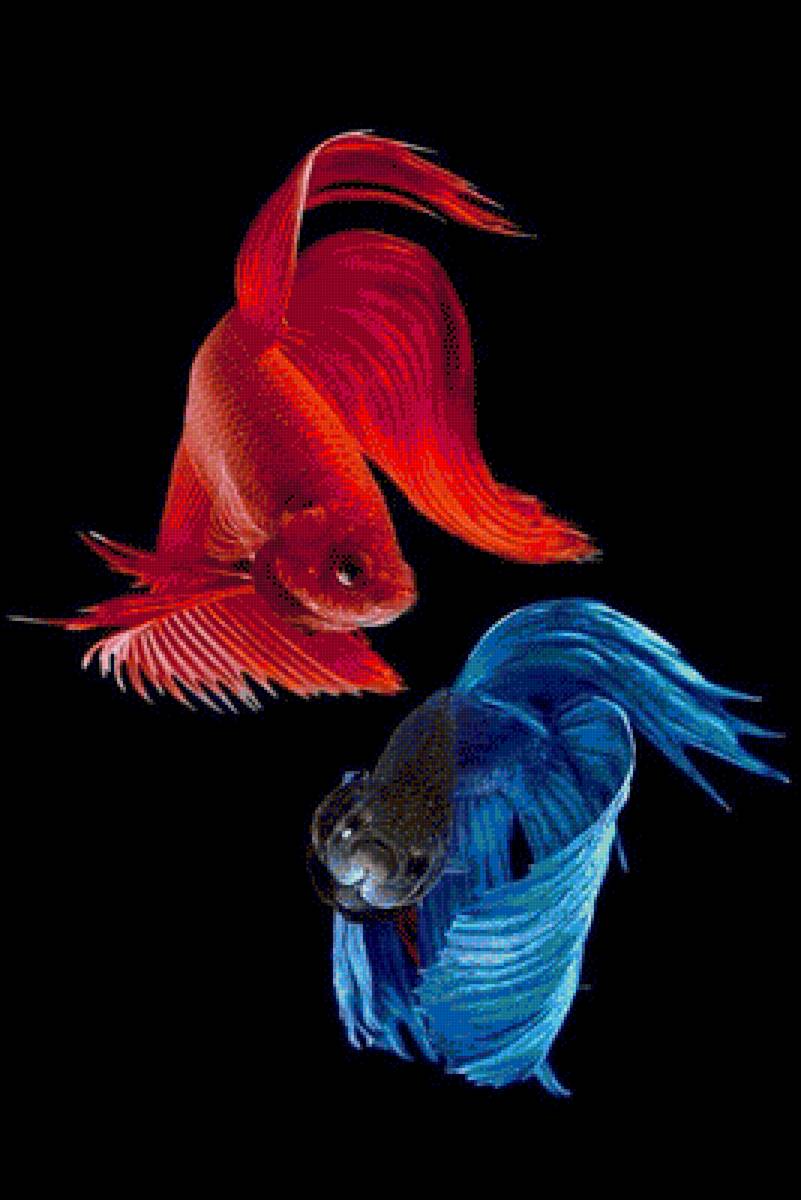 Red and Blue Betta Fish - fish - предпросмотр