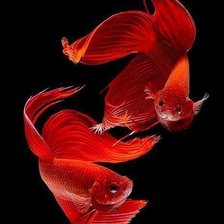 Схема вышивки «Red Betta Fish»