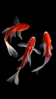 Three Koi Fish - fish - оригинал