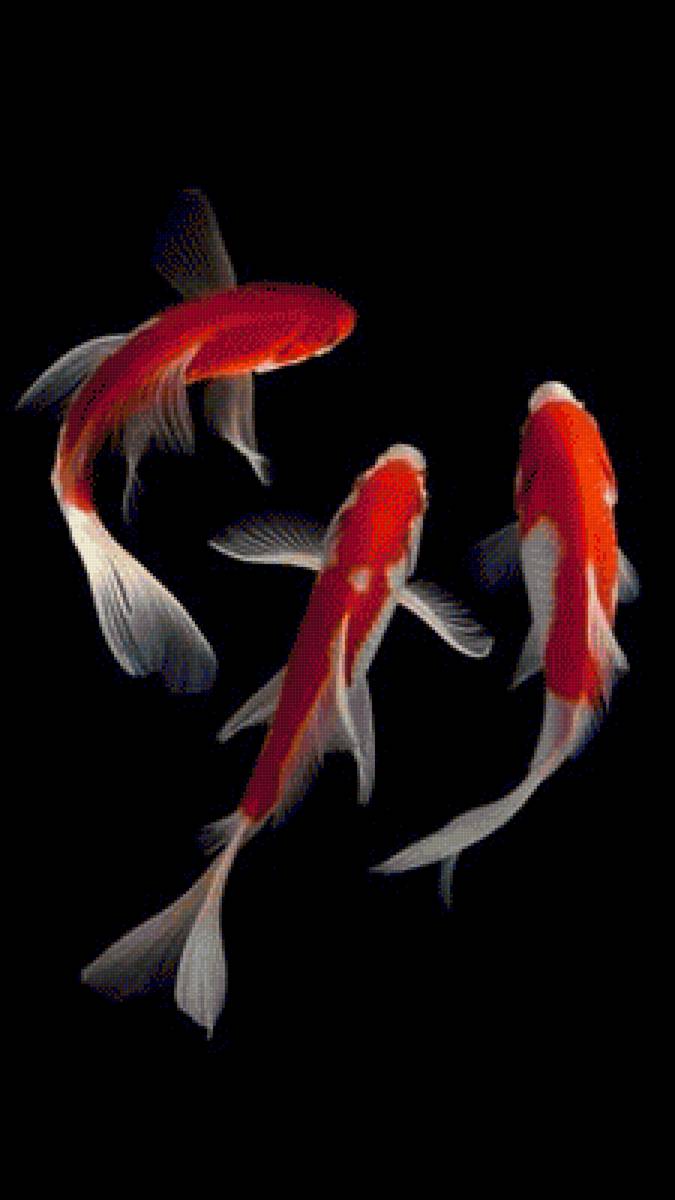 Three Koi Fish - fish - предпросмотр