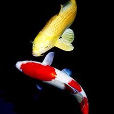 Схема вышивки «Koi Fish»