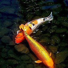 Схема вышивки «Two Koi Fish»