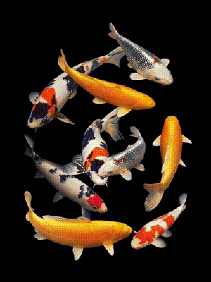 Koi Fish - fish - предпросмотр